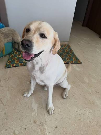 Our favorite Labrador Luna